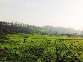 Scenic view of grassy field against sky