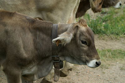 Cow standing in a field