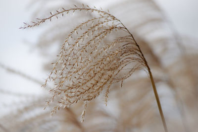 Close-up of dead plant