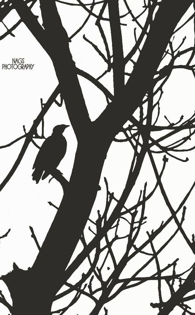 low angle view, branch, tree, bare tree, silhouette, clear sky, sky, nature, bird, wildlife, animals in the wild, perching, animal themes, day, outdoors, tree trunk, no people, growth, tranquility, beauty in nature