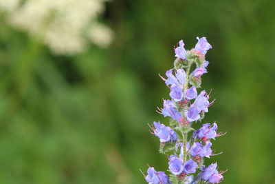 Close-up of purple flowering plant