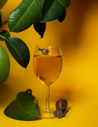 Close-up of drink on yellow glass, snails