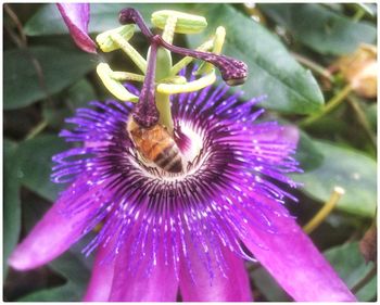 Close-up of purple flower blooming outdoors