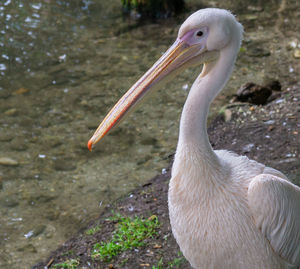 Close-up of duck on field