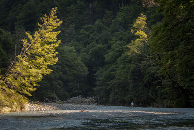 Scenic view of forest during autumn