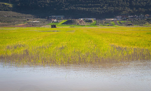 Scenic view of field by lake