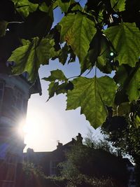 Low angle view of trees against bright sun
