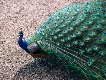 peacock