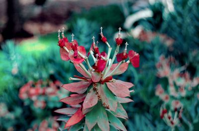 Close-up of red flowering plant