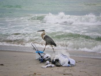 Blue heron on shore at beach