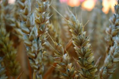 Full frame shot of wheat