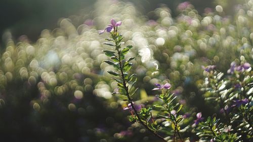 Close-up of plants