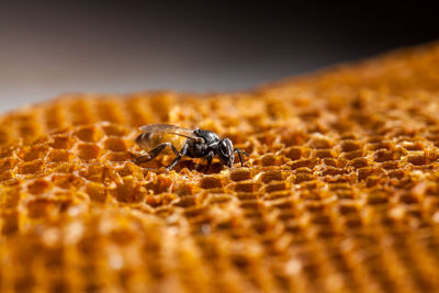 Close-up of bee on comb