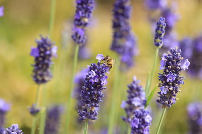 Bee on lavender 