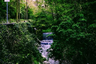 Plants and trees in forest