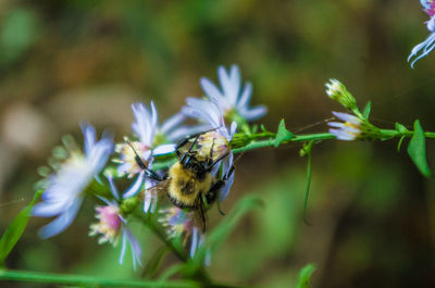 Close-up of bee pollinating on flower