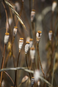 Close-up of dead plant