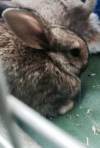 High angle view of rabbits in cage