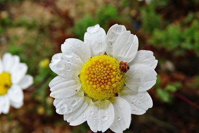 Close-up of white flowering plant