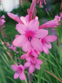 Close-up of pink flowering plant