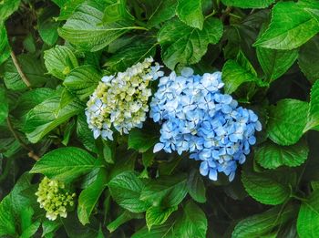 Close-up of fresh purple hydrangea flowers