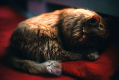 Close-up of cat sleeping