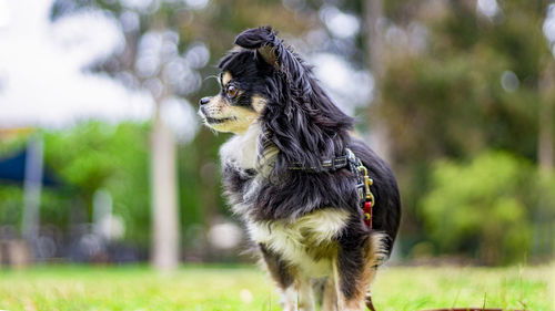 Full length of a dog on field