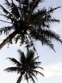 Low angle view of palm tree against sky