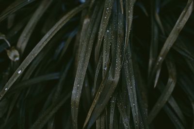 Close-up of raindrops on grass