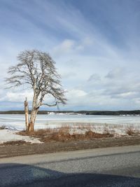 Bare tree on beach against sky