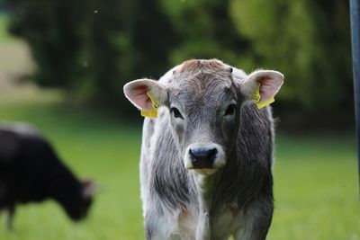 Portrait of a cow on field