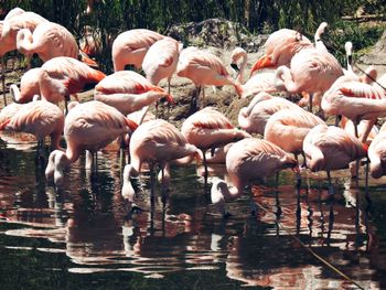 Flock of birds in lake