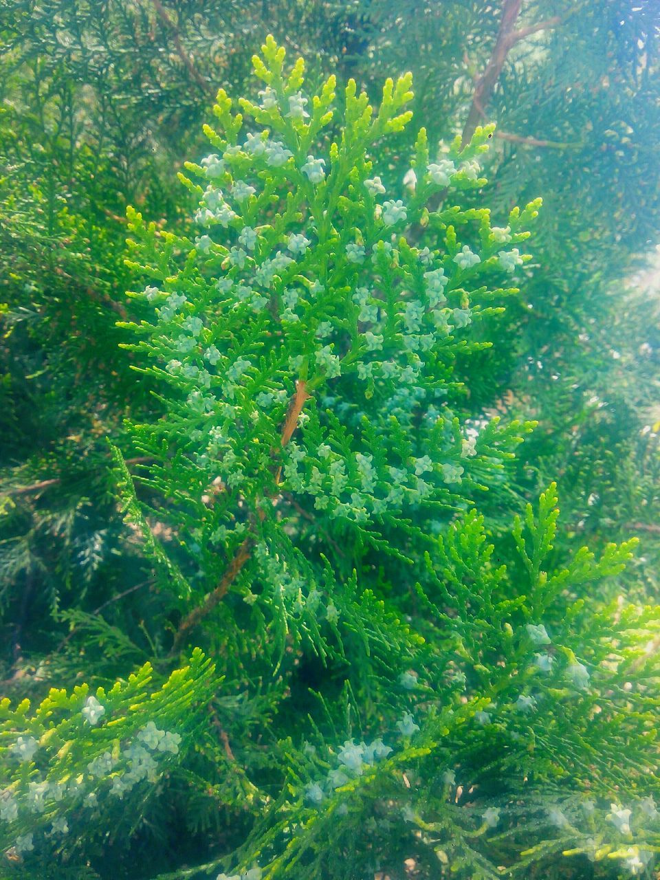 growth, tree, green color, beauty in nature, nature, tranquility, plant, lush foliage, forest, sunlight, branch, high angle view, water, scenics, day, tranquil scene, outdoors, growing, freshness, no people