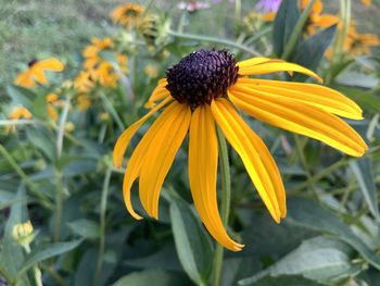 Close-up of yellow daisy flower