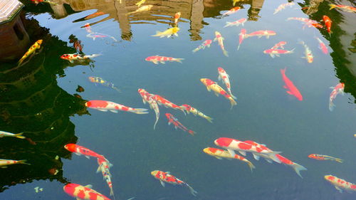 View of koi fish in lake