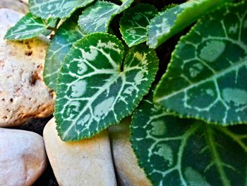 Close-up of leaves