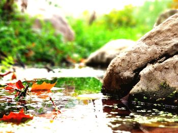 Close-up of tree against water