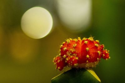 Close-up of yellow flower against blurred background