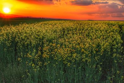 Scenic view of field against sky during sunset