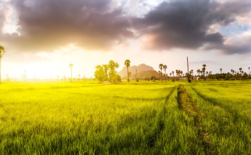 Scenic view of agricultural field against sky