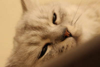 Close-up of cat sleeping