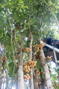 Low angle view of vegetables on tree