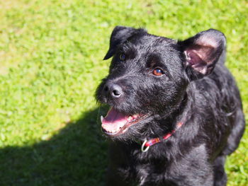 Portrait of black dog sticking out tongue on grass