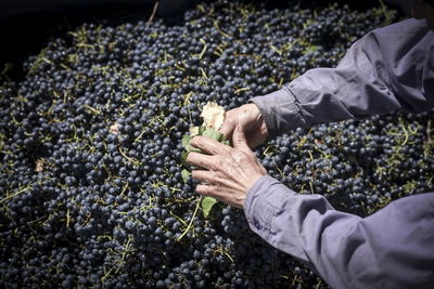 Midsection of man holding fruit growing in farm