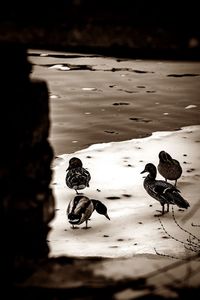 View of birds on ground