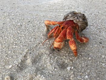 Crab on coast