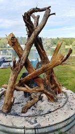 Close-up of tree trunk