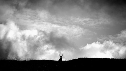 Silhouette of deer stag standing on field against sky