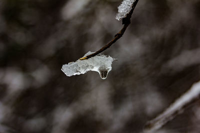 Close-up of frozen plant