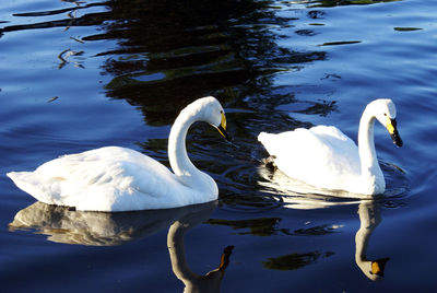 Swan floating on lake
